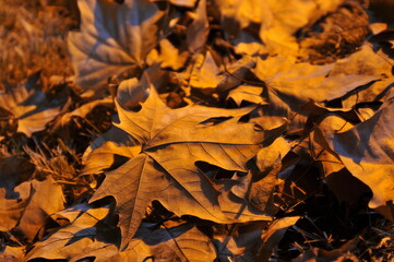 Fallen leaves in the night light
