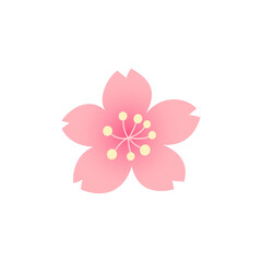 Cherry blossom flower isolated on white background.