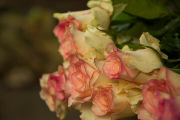 The pale Pink Roses