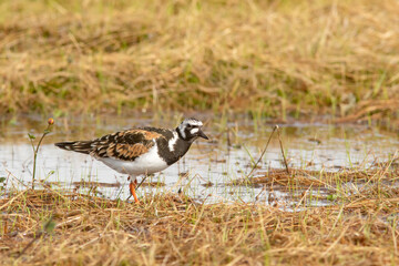 Colorful wader ruddy turnstone, Arenaria interpres looking for food at Norwegian wetland