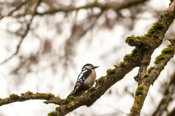 A woodpecker in a little forest next to the Mönchbruch pond sitting on a branch of a tree at a cold day in winter.