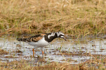 Colorful wader ruddy turnstone, Arenaria interpres looking for food at Norwegian wetland