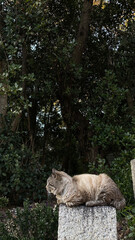 神社の入り口にいる可愛い野良猫の様子