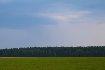 Obraz premium Nice view of the forest in the countryside.