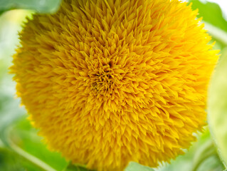 Sunflower Teddy yellow