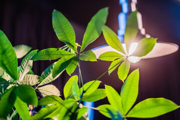 Obraz premium house plant standing nea lamp