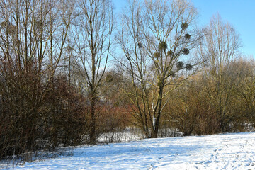 mistletoe in a fruit tree in wintertime in Germany