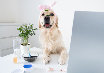 A cute golden retriever is sitting relaxed from spa treatments on a white background with cucumbers...