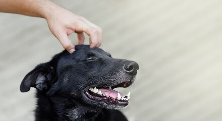 the dog gets pleasure from stroking. the man's hand scratches the dog's head.