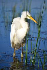 White egret. Ardea alba. At the swamp.