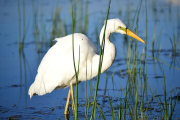 White egret. Ardea alba. At the swamp.
