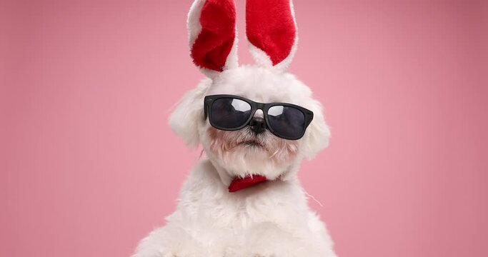 adorable lovely dog wearing red bowtie, easter bunny ears and sunglasses sitting on pink background and looking around in studio