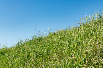 Obraz premium A green meadow with sloping horizon and blue sky