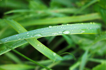 Fototapeta na wymiar Green grass with water drops after rain.