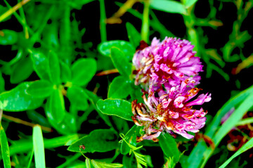 View of the flowers of the blooming stables in the grass.