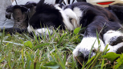 Border collie che riposa dopo una lunga passeggiata acconto agli scarponi da montagna, viaggi e...