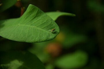leaf with fly