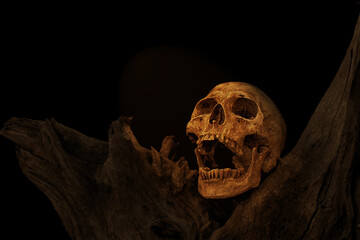 Still Life of Skulls on dry wood