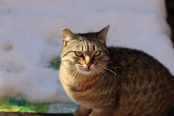 the cat is sitting in the garden
