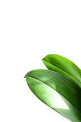 two green orchid leaves on white background