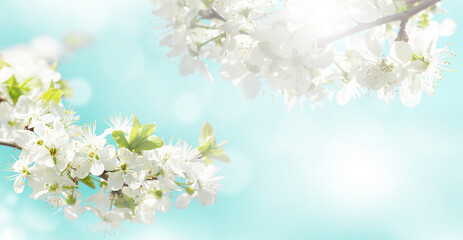 Obraz na płótnie Canvas Spring cherry blossom and blue sky