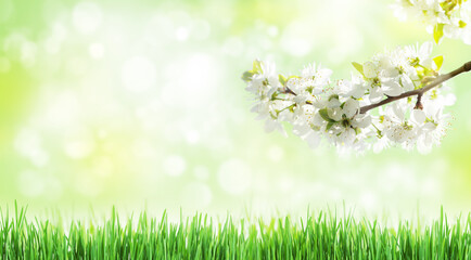 Fototapeta na wymiar Sunny backdrop with spring cherry blossom and green grass