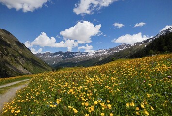 Fototapeta na wymiar Spring in the Ötztal flowering meadows near Obergurgl on the way to the Ötztal glacier