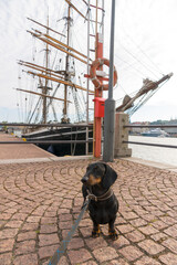 Black and tan dachshund at navy pier on sunny day, Helsinki, Finland