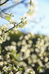 Fruit trees bloom in spring against a background of blue sky and other flowering trees. Close-up