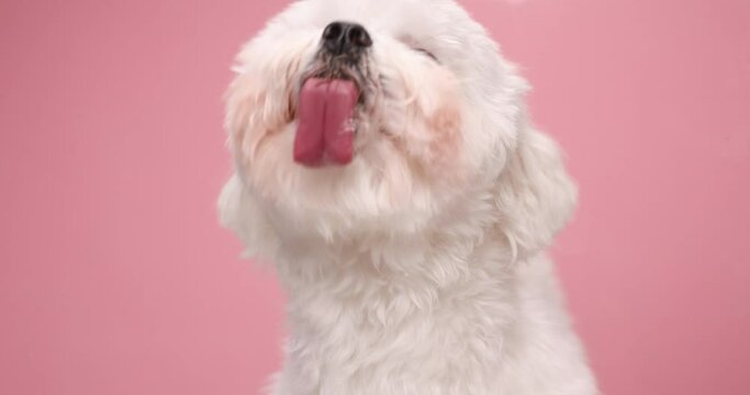 cute little bichon doggy sitting on pink background, being adorable while licking transparent glass in studio