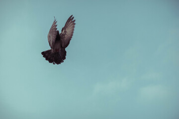 Fototapeta premium Bird Flying