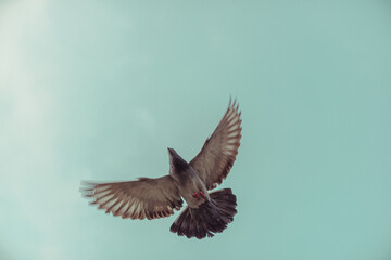 Obraz premium Bird and sky