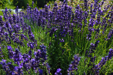 Bright purple lavender blooming in summer. Nice smell. Used in cosmetology.