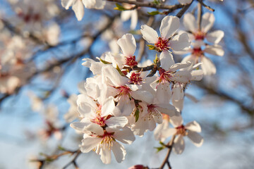 Flowering Almonds Against The Sky.