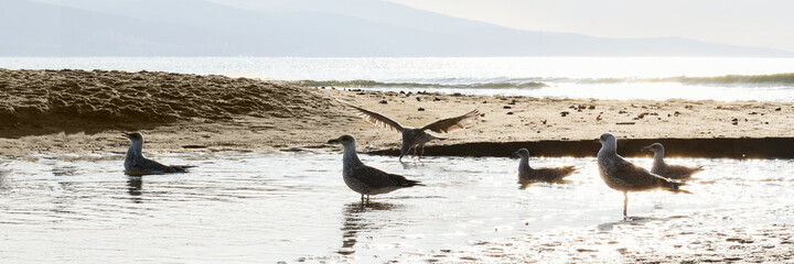 Seagulls on seashore during dawn in bright sunlight. Beautiful summer nature scene near sea sunny beach. Panoramic background, wide banner