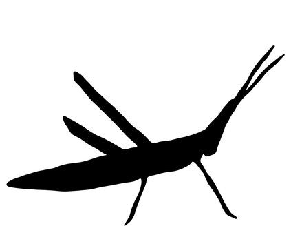 166 件の最適な ショウリョウバッタ 画像 ストック写真 ベクター Adobe Stock