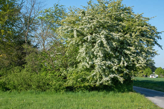Eine Hecke mit blühendem Weißdorn, Crataegus monogyna, im Frühling. Weißdornhecken sind pflegeleicht, dicht, robust und von hohem ökologischen Wert.