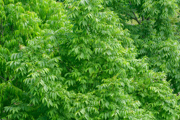 In summer forest. Natural background. Green leaves.