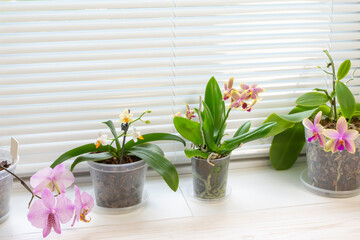 Bbeautiful blooming multicolored orchids on the windowsill