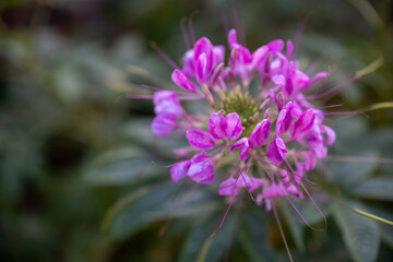 Cleome hassleriana, commonly known as Spider Flower, Spider Plant, Pink Queen, or Grandfather's native to southern South America.