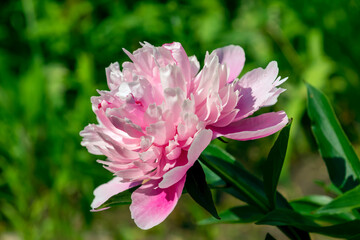 soft pink peony close-up on a green background