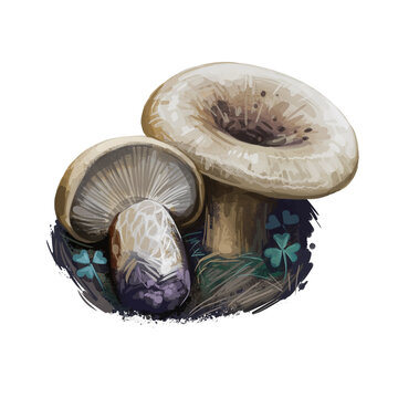 Lactarius scrobiculatus mushroom closeup digital art illustration. Boletus has creamy brown cap with hollow in middle. Mushrooming season, plant of gathering plants growing in woods and forests