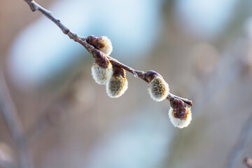 Pussi willow © Galyna Andrushko