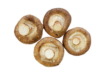 Shiitake mushroom on the White background
