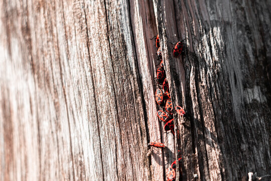 Plaga de insectos saliendo de la madera de un &aacute;rbol podrido en el bosque (Fobia y miedo)