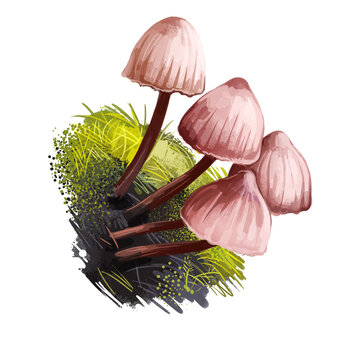 recommend clip art: Mycena haematopus, bleeding fairy helmet or burgundydrop bonnet mushroom closeup digital art illustration. Boletus has thin stem and reddish white colored cap. Plants growing in woods and forests