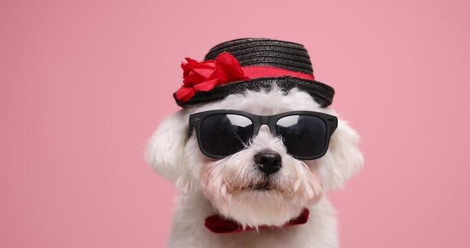 cool small little bichon puppy wearing sunglasses, bowtie and black hat, looking around and posing on pink background in studio