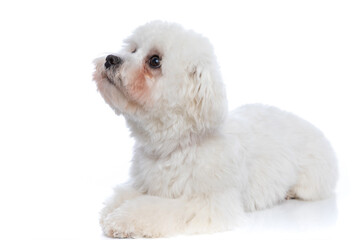 bichon dog looking up and being curious