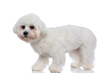 cute bichon dog looking away and standing