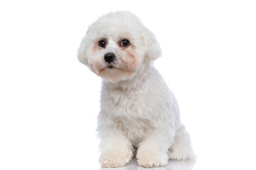 small bichon dog looking at the camera